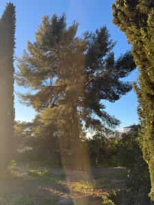 Photo de galerie - Elagage et coupe d'arbres