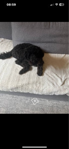 Photo de galerie - Sandro 