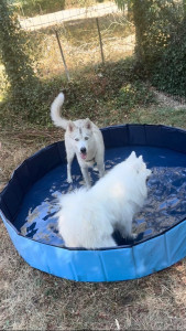 Photo de galerie - Garde chien