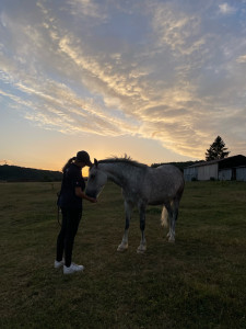 Photo de galerie - Mon cheval