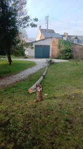 Photo de galerie - Abattage 