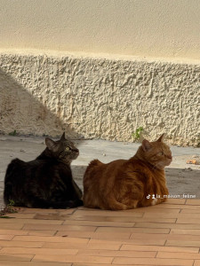 Photo de galerie - Mes loulous