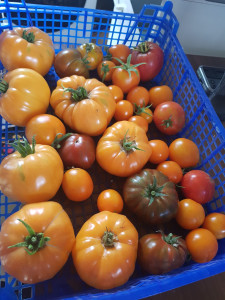 Photo de galerie - Récolte tomate ? 