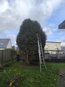 Photo de galerie - Rabattage d'un laurier 