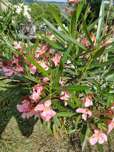 Photo de galerie - Plantations et taille