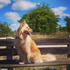 Photo de galerie - Ma chienne Dulcia, 2 ans, s'entend avec tous les chiens, en balade ou en garde à domicile 