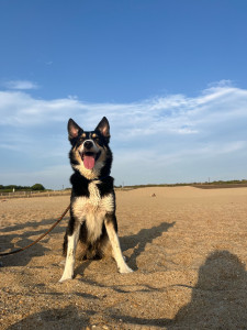 Photo de galerie - Promenade à la plage 