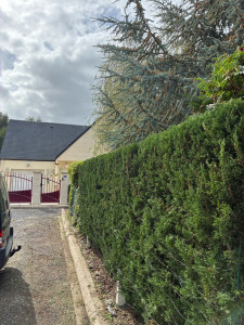 Photo de galerie - Taille de haie de thuya