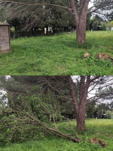 Photo de galerie - Un avant / après évacuation d'arbres 