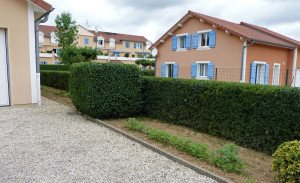 Photo de galerie - TAILLE DE HAIE ET D ARBUSTES ! 