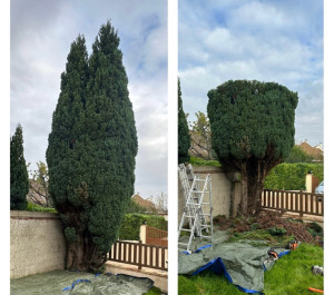 Photo de galerie - Elagage et coupe d'arbres