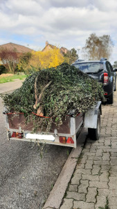 Photo de galerie - Elagage et coupe d'arbres