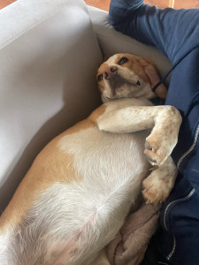 Photo de galerie - Je sais mettre à l’aise les animaux 