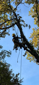 Photo de galerie - Elagage et coupe d'arbres