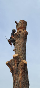 Photo de galerie - Elagage et coupe d'arbres