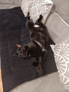 Photo de galerie - Ce petit minou c'est Oreo ! Il est actuellement chez moi et c'est mon chat,il est calme et affectueux.