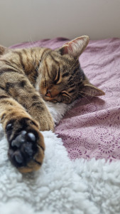 Photo de galerie - Je serai très heureuse de recevoir votre
 chat à domicile .