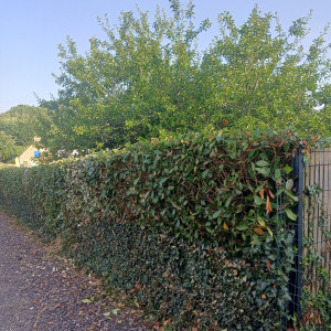 Photo de galerie - Jardinier