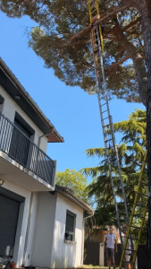 Photo de galerie - Elagage et coupe d'arbres