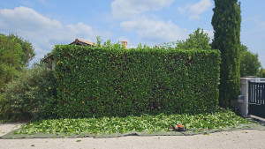 Photo de galerie - En cours de réalisation entretien d'une haie