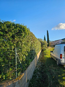 Photo de galerie - Taille de haie