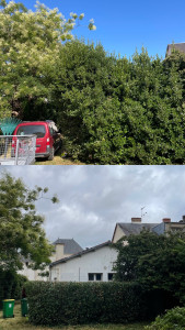 Photo de galerie - Rabattage Laurier 