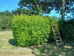 Photo de galerie - Taille de haies et d'arbustes