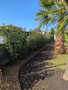 Photo de galerie - Plantation de haie / pose de bordure en acier / paillage 