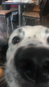 Photo de galerie - Miwok