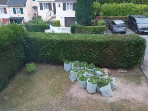 Photo de galerie - Taillage des haies en attendant les ramasseurs.