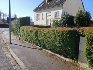 Photo de galerie - Taille de haies  devanture de jardin 