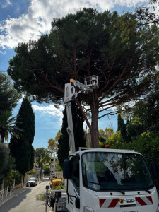 Photo de galerie - Elagage et coupe d'arbres