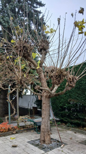 Photo de galerie - Taille d'arbre avant 