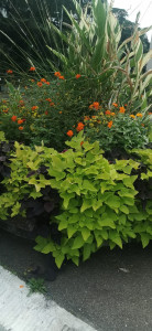 Photo de galerie - Jardinage