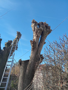 Photo de galerie - Elagage et coupe d'arbres