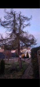 Photo de galerie - Abattage d’un mélèze 