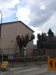 Photo de galerie - Elagage et coupe d'arbres