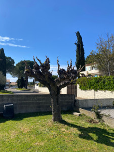 Photo de galerie - Taille hivernale d’un mûrier platane 