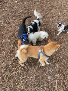 Photo de galerie - Garde animaux