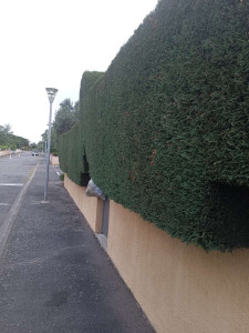 Photo de galerie - Taille de haies et d'arbustes