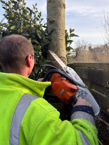 Photo de galerie - Elagage et coupe d'arbres