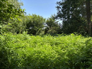 Photo de galerie - Débroussaillage d’une clairière 