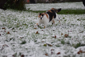 Photo de galerie - Garde chat