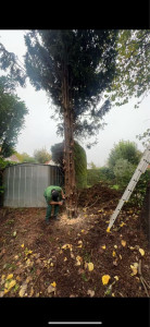 Photo de galerie - Abattage d’arbre 