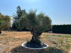 Photo de galerie - Taille olivier centenaire AVANT