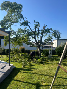 Photo de galerie - Elagage en cours d’un Albizia