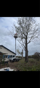 Photo de galerie - élagage d’arbre avec camion élévateur nacelle 