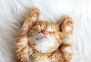 Photo de galerie - Garde animaux