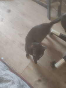 Photo de galerie - Garde chat au domicile du client 