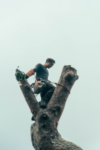 Photo de galerie - Démontage dangereux d’un Pin d’Alep  